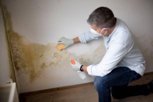 Best Black Mold Removal  in Laton, CA